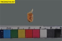 藏品(短指和尚蟹)的圖片